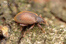 Attēlu rezultāti vaicājumam “Polydrusus mollis”