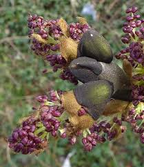 Attēlu rezultāti vaicājumam “Fraxinus excelsior flower”