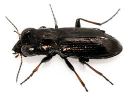 Attēlu rezultāti vaicājumam “Notiophilus palustris”