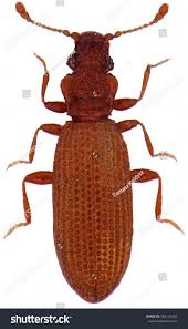 Attēlu rezultāti vaicājumam “Latridiidae”