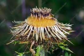 Attēlu rezultāti vaicājumam “Carlina vulgaris”