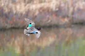 Attēlu rezultāti vaicājumam “Anas crecca male”