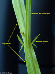 Attēlu rezultāti vaicājumam “Lathyrus sylvestris fruit”