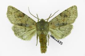 Attēlu rezultāti vaicājumam “Orthosia incerta”