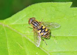 Attēlu rezultāti vaicājumam “Syrphus sp. imago”
