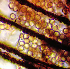 Attēlu rezultāti vaicājumam “Cribraria cancellata var. fusca”