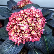 Attēlu rezultāti vaicājumam “Hydrangea”