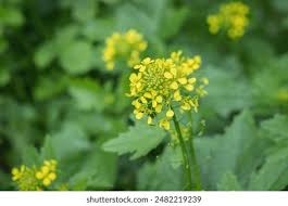 Attēlu rezultāti vaicājumam “Sinapis alba”