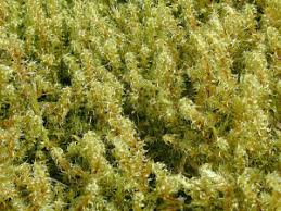 Attēlu rezultāti vaicājumam “Rhytidiadelphus subpinnatus”