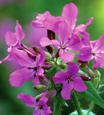 Image result for Lunaria annua