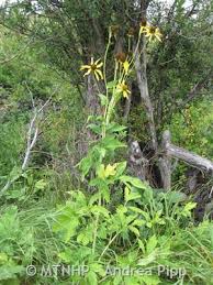 Attēlu rezultāti vaicājumam “Libanotis montana leaf”