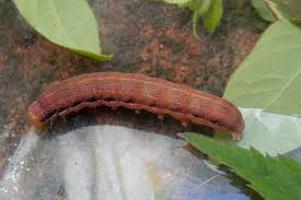 Attēlu rezultāti vaicājumam “Orthosia gracilis”