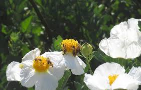 Image result for Romneya coulteri