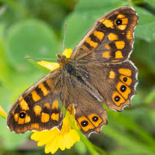 Attēlu rezultāti vaicājumam “Pararge aegeria”