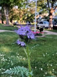 Attēlu rezultāti vaicājumam “Phacelia tanacetifolia flower”