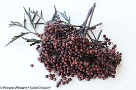 Attēlu rezultāti vaicājumam “Sambucus nigra fruit”