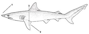 Image result for Carcharhinus isodon