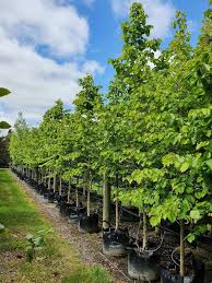 Attēlu rezultāti vaicājumam “Corylus colurna”