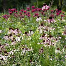 Image result for Echinacea pallida