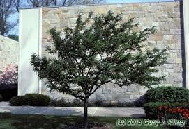 Attēlu rezultāti vaicājumam “Malus x zumi”