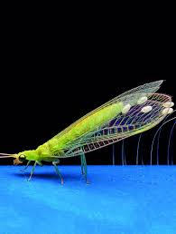 Attēlu rezultāti vaicājumam “Chrysopa”