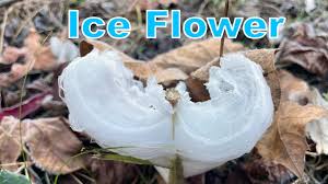 Attēlu rezultāti vaicājumam “Frost Flowers”