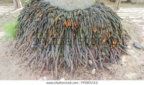 Image result for root-tail