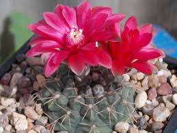 Image result for Gymnocalycium