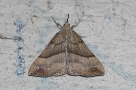 Attēlu rezultāti vaicājumam “Hypena proboscidalis”