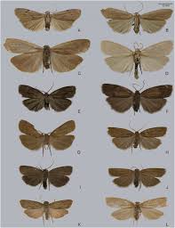 Attēlu rezultāti vaicājumam “Pelosia muscerda”