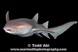 Image result for Nebrius ferrugineus