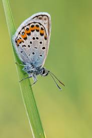 Attēlu rezultāti vaicājumam “Plebejus argus”