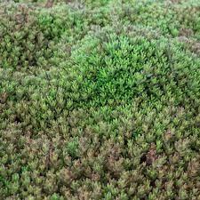 Image result for Mauerpfeffer