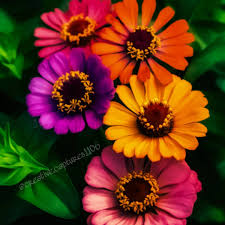 Image result for Zinnia violacea