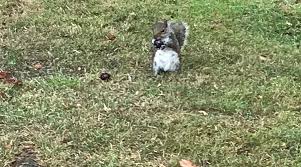 Image result for Heworth Tennis Club