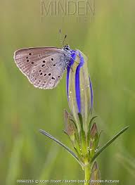 Attēlu rezultāti vaicājumam “Maculinea alcon”