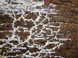 Attēlu rezultāti vaicājumam “Brefeldia maxima young”