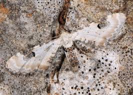 Attēlu rezultāti vaicājumam “Eupithecia centaureata”