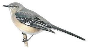 Image result for Mimus polyglottos