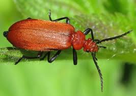 Attēlu rezultāti vaicājumam “Pyrochroidae”