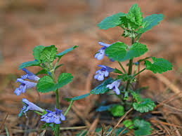 Attēlu rezultāti vaicājumam “Glechoma hederacea”