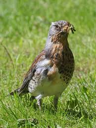 Attēlu rezultāti vaicājumam “Turdus pilaris”