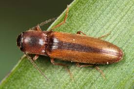 Attēlu rezultāti vaicājumam “Dalopius marginatus”