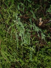 Attēlu rezultāti vaicājumam “Cladonia norvegica”