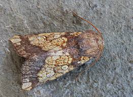 Attēlu rezultāti vaicājumam “Gortyna flavago”