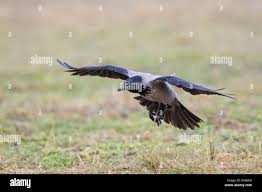 Attēlu rezultāti vaicājumam “Corvus cornix adult”
