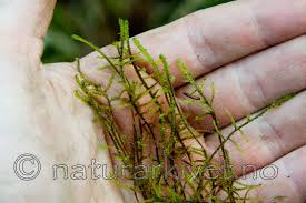 Attēlu rezultāti vaicājumam “Hamatocaulis vernicosus”