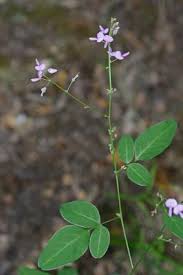 Attēlu rezultāti vaicājumam “Dianema depressum plasmodium”