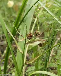 Attēlu rezultāti vaicājumam “Sparganium erectum aggr.”