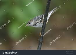 Image result for Dendroica striata